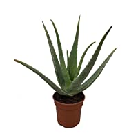 Los mejores  - Aloe Vera Ecológico - maceta 15cm. - altura total aprox. 40cm. - planta natural - cultivo ecológico - (envíos sólo a…